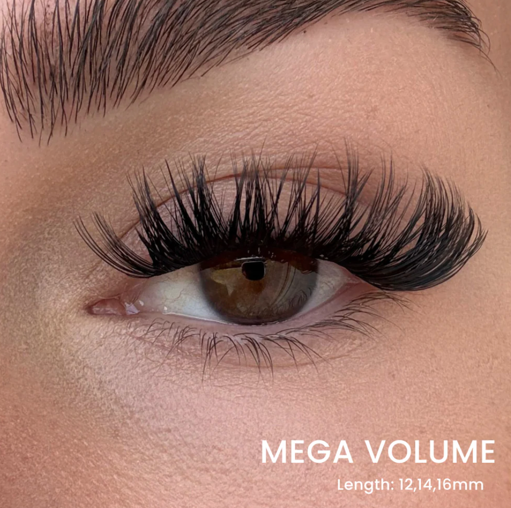 Hera Lash Starter Kit