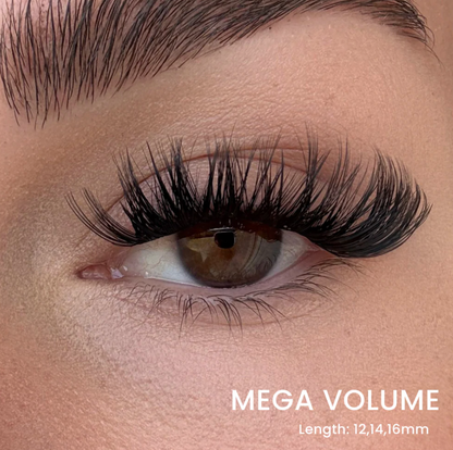 Hera Lash Starter Kit